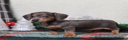 Dachshund dogs for sale: Lucy  - Ad 9
