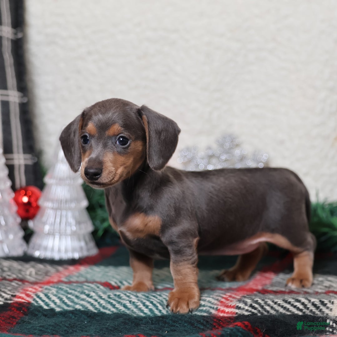 Dachshund dogs for sale: Lucy  - Ad 9