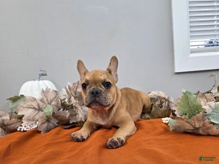 French Bulldog dogs - Ad 12