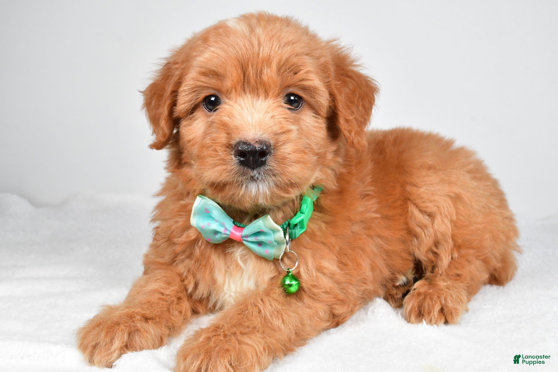 Mixed Breed dogs Tobias - Ad 2