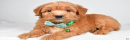 Mixed Breed dogs for sale: Tobias - Ad 2