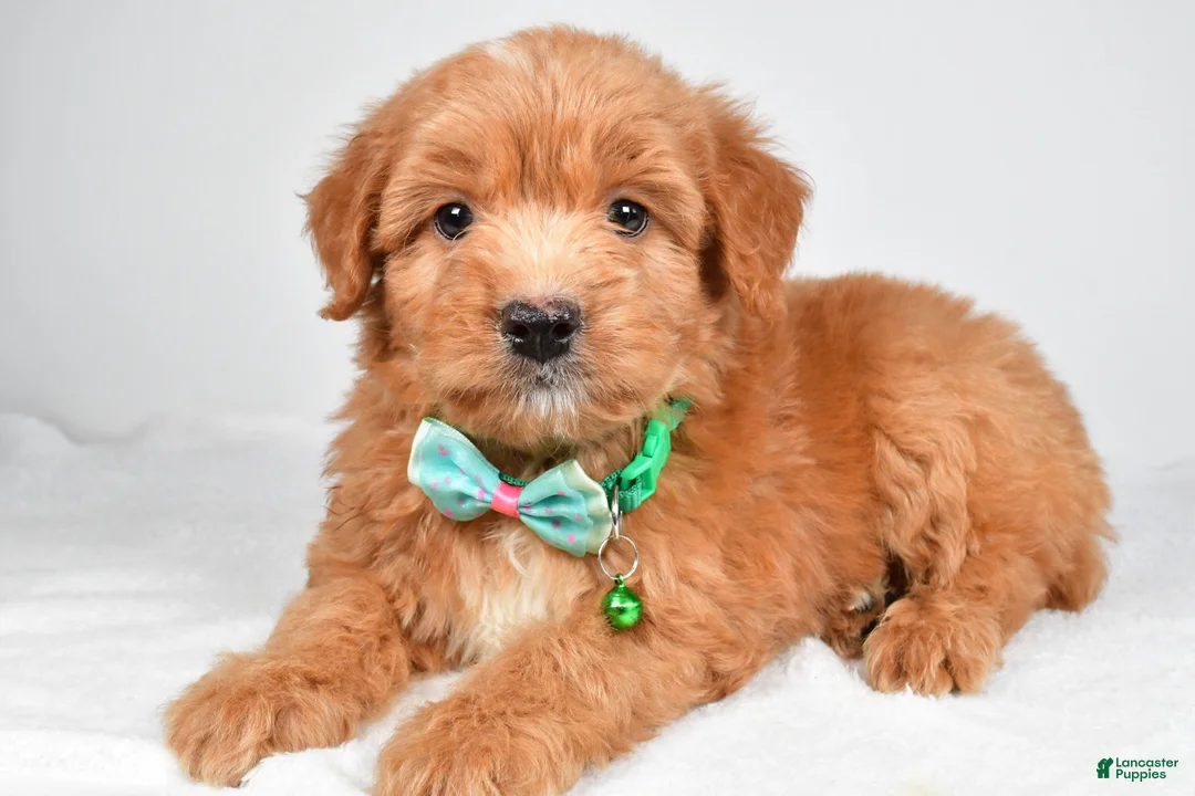 Mixed Breed dogs for sale: Tobias - Ad 2