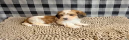 Mixed Breed dogs for sale: Ben - Ad 6