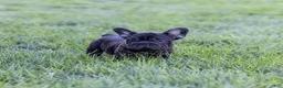 French Bulldog dogs for sale: Spidey - Ad 4