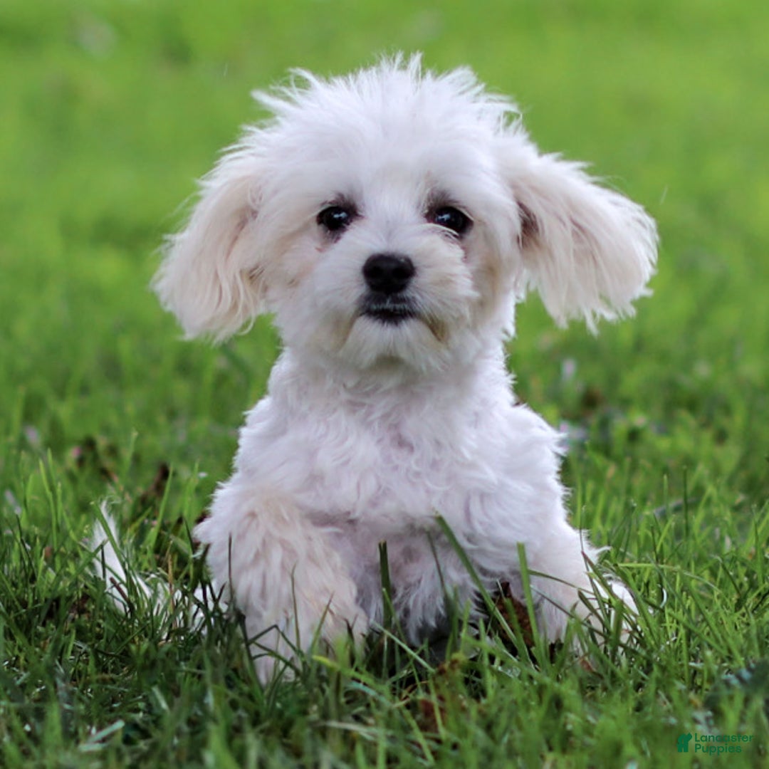 Maltese dogs for sale: Reign - Ad 2