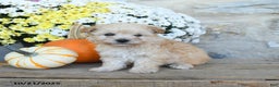 Maltipoo dogs for sale: River - Ad 3