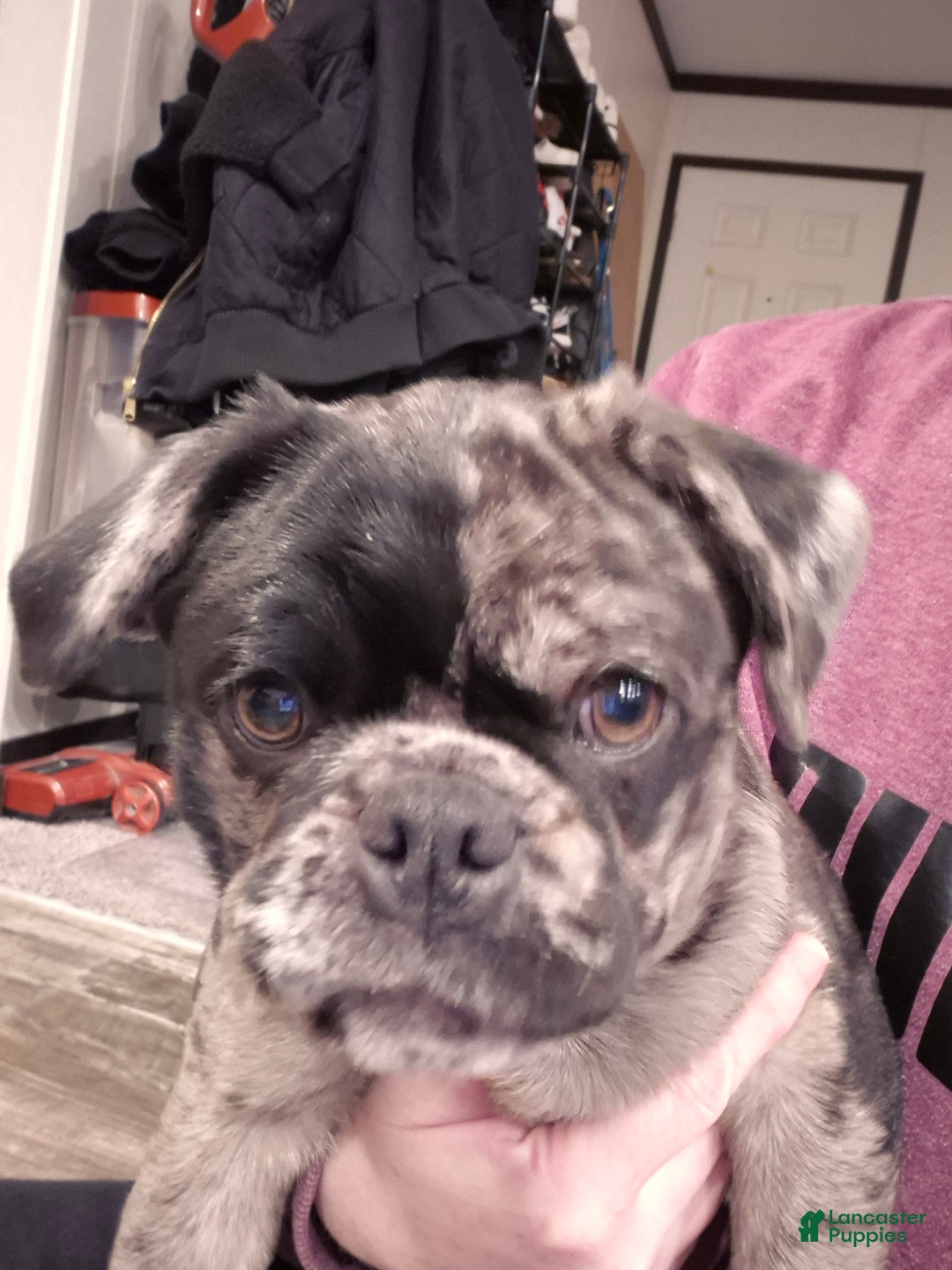 Pug dogs for sale: Pug Puppy 1 - Ad 2