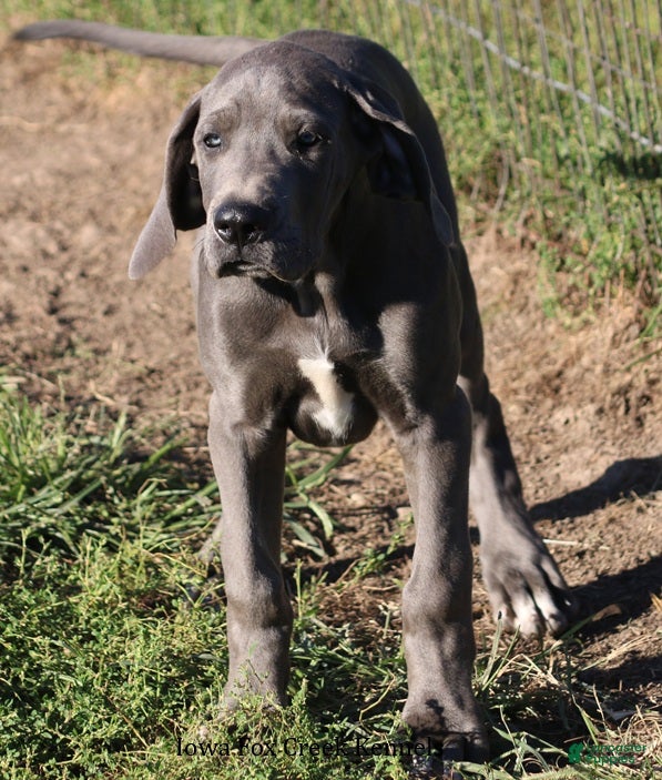 Great Dane dogs for sale: Sophie - Ad 2