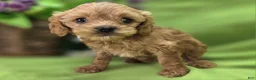 Cockapoo dogs for sale: Girdle - Ad 9