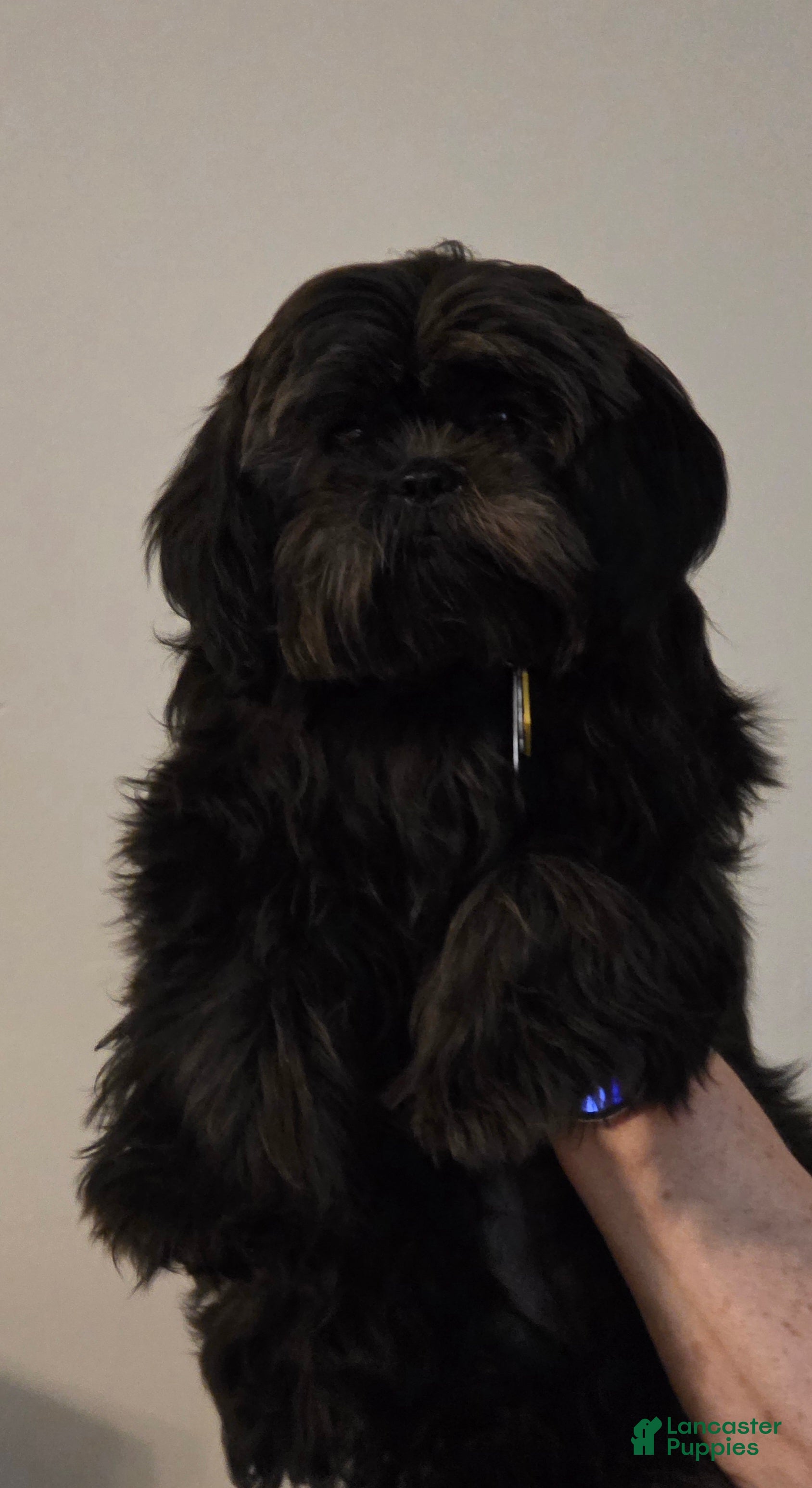 Shihpoo dogs Shihpoo Puppy 1 - Ad 39