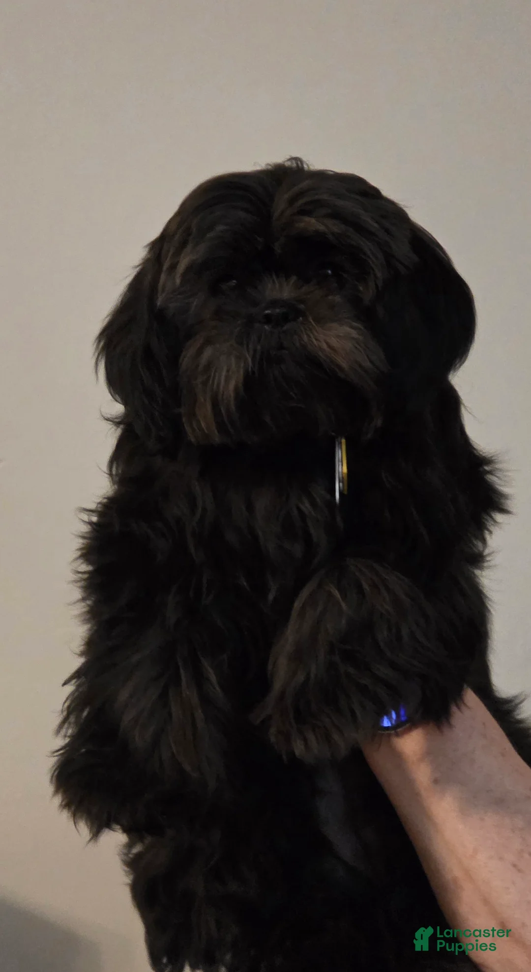 Shihpoo dogs for sale: Shihpoo Puppy 1 - Ad 1