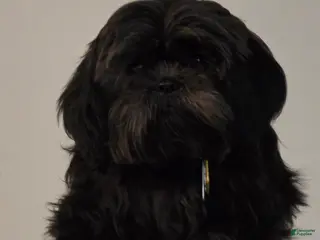 Shihpoo dogs Shihpoo Puppy 1 - Ad 42