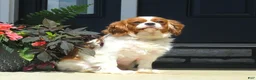 Cavalier King Charles Spaniel dogs for sale: Winston - Ad 10