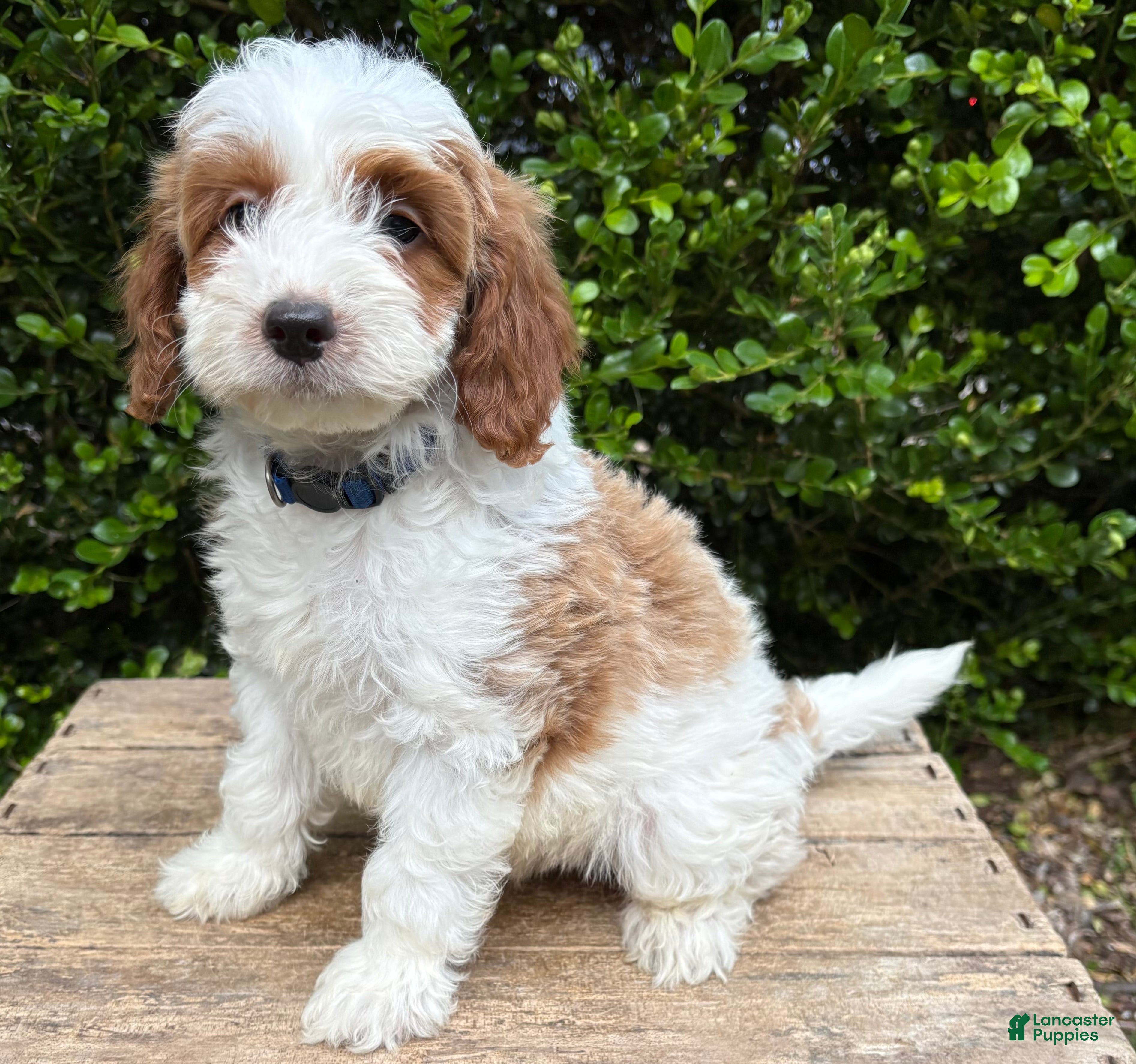 Goldendoodle dogs Abe  - Ad 1