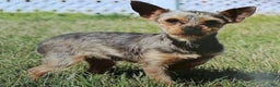 Yorkshire Terrier dogs for sale: Rose - Ad 5