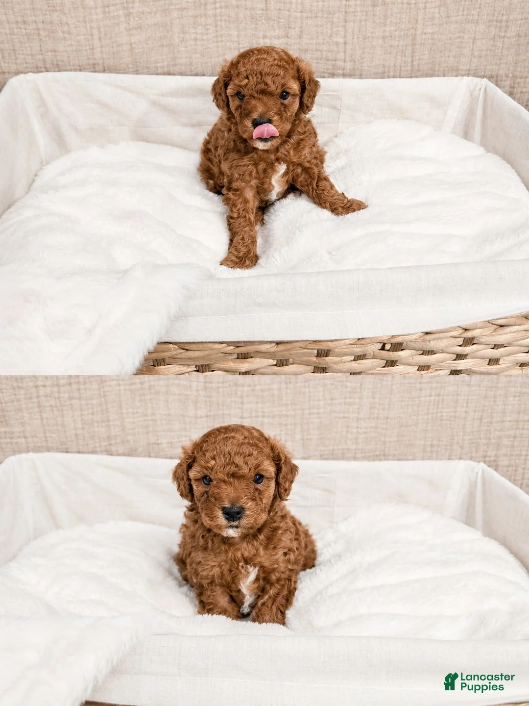 Mixed Breed dogs for sale: Mixed Breed 1 - Ad 3