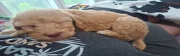 Labradoodle dogs for sale: Ella - Ad 4