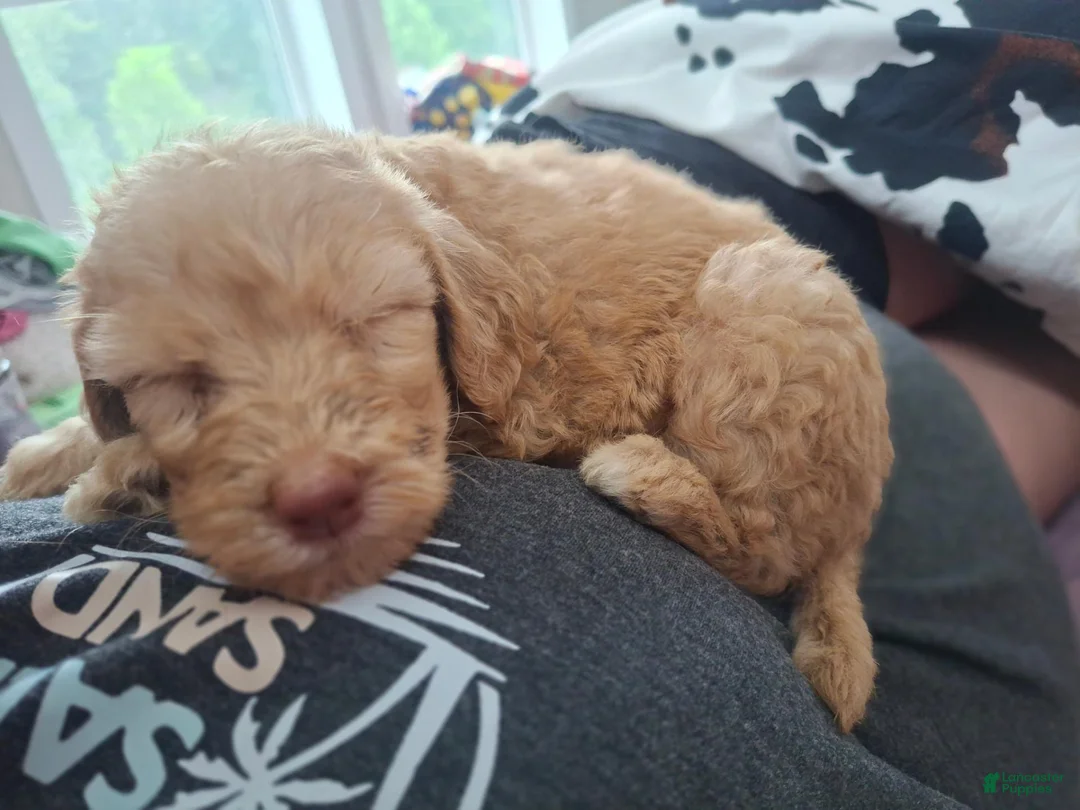 Labradoodle dogs for sale: Ella - Ad 4