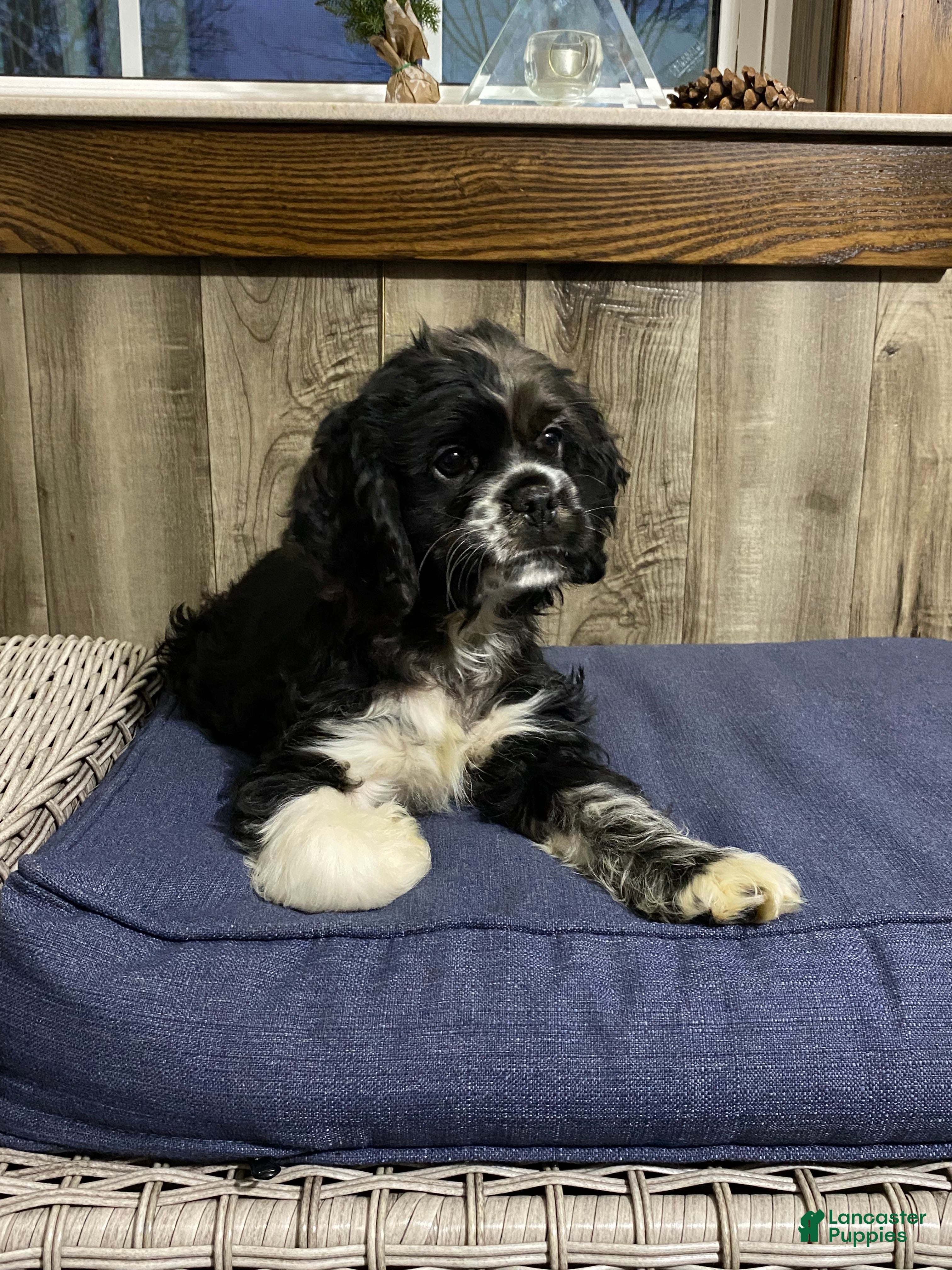 Cocker Spaniel dogs Oreo - Ad 33