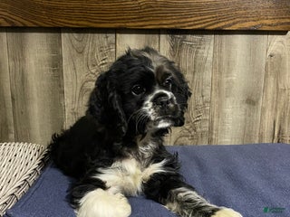 Cocker Spaniel dogs Oreo - Ad 19