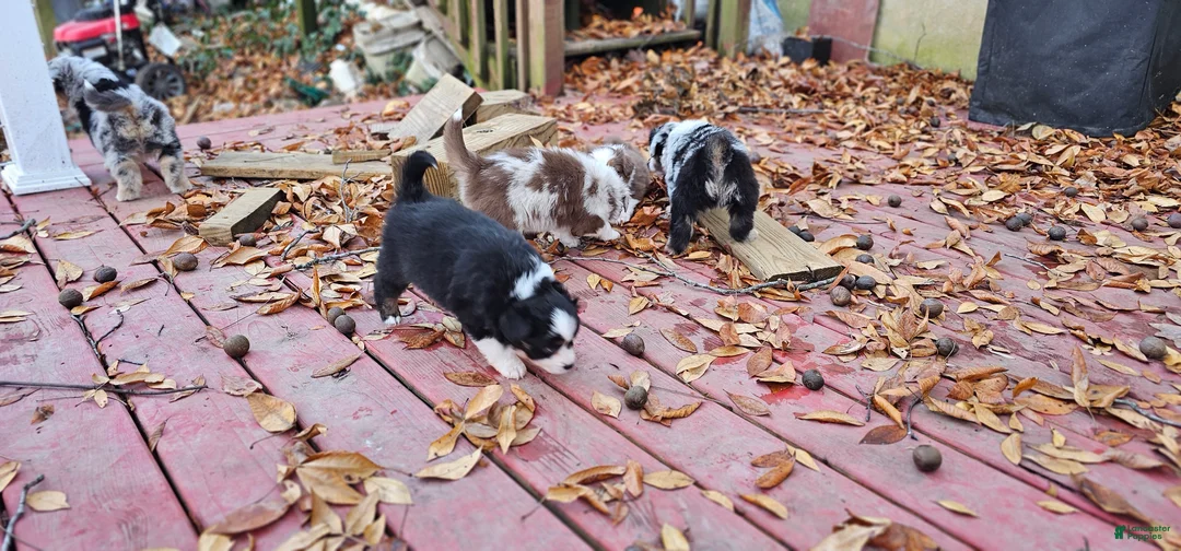Miniature Australian Shepherd dogs for sale: Carrot  - Ad 9
