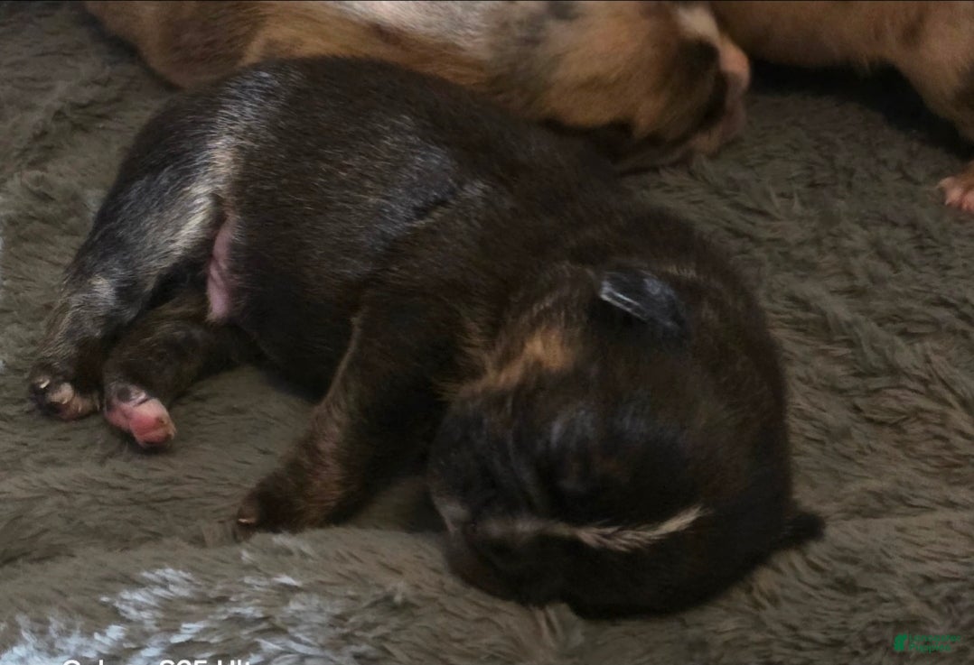 English Bulldog dogs English Bulldog Puppy 3 - Ad 5