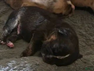 English Bulldog dogs English Bulldog Puppy 3 - Ad 5