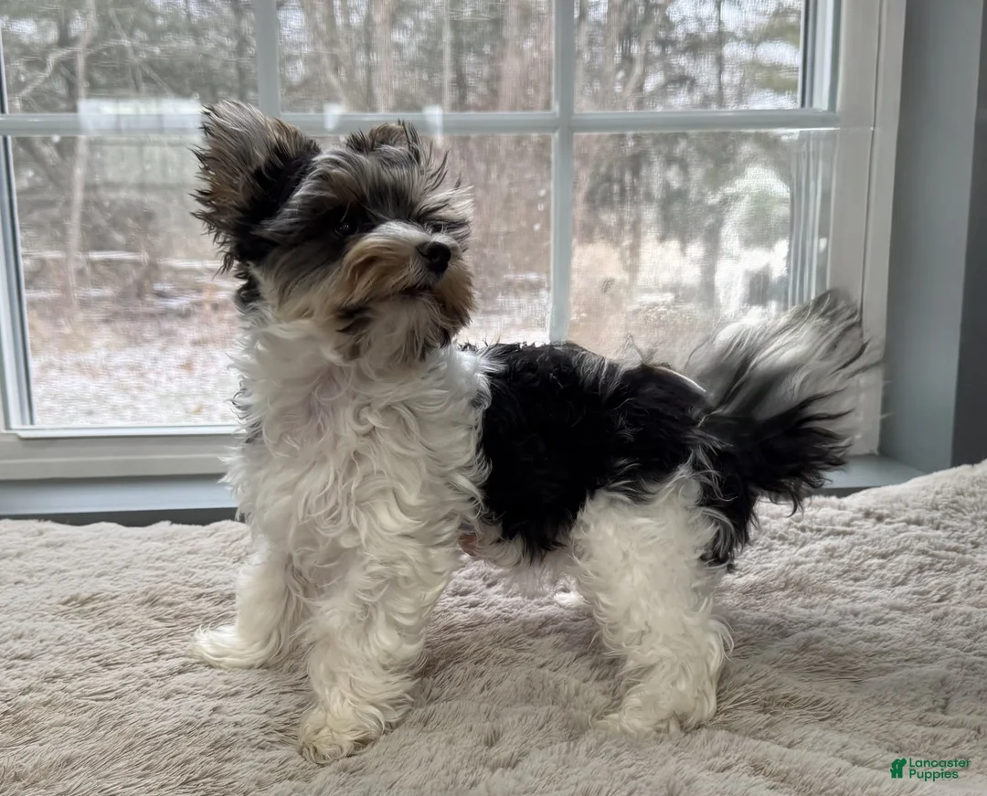 Yorkshire Terrier dogs for sale: Poppy - Ad 3