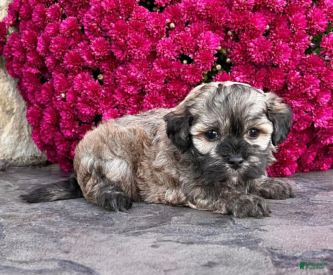 Havanese dogs for sale: Chip - Ad 5