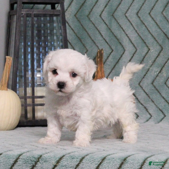 Bichon Frise dogs Jasmine - Ad 2