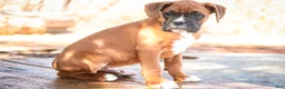 Boxer dogs for sale: Espresso - Ad 6