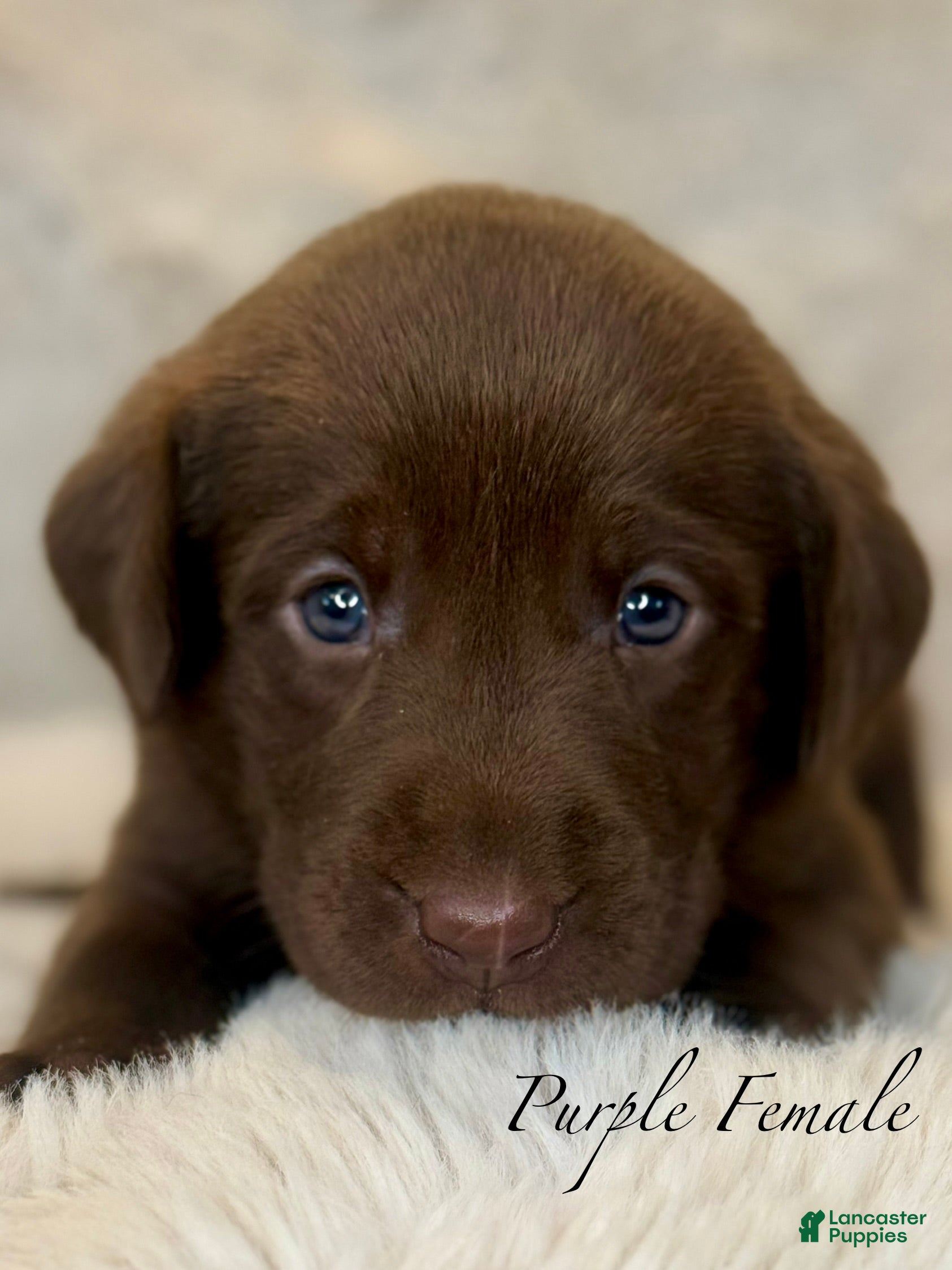 Labrador Retriever dogs Purple Female - Ad 1