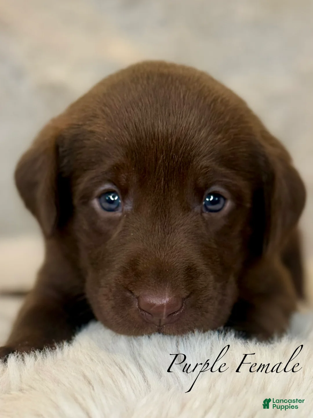 Labrador Retriever dogs for sale: Purple Female - Ad 1