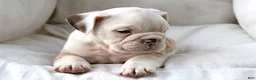 English Bulldog dogs for sale: Konig - Ad 4