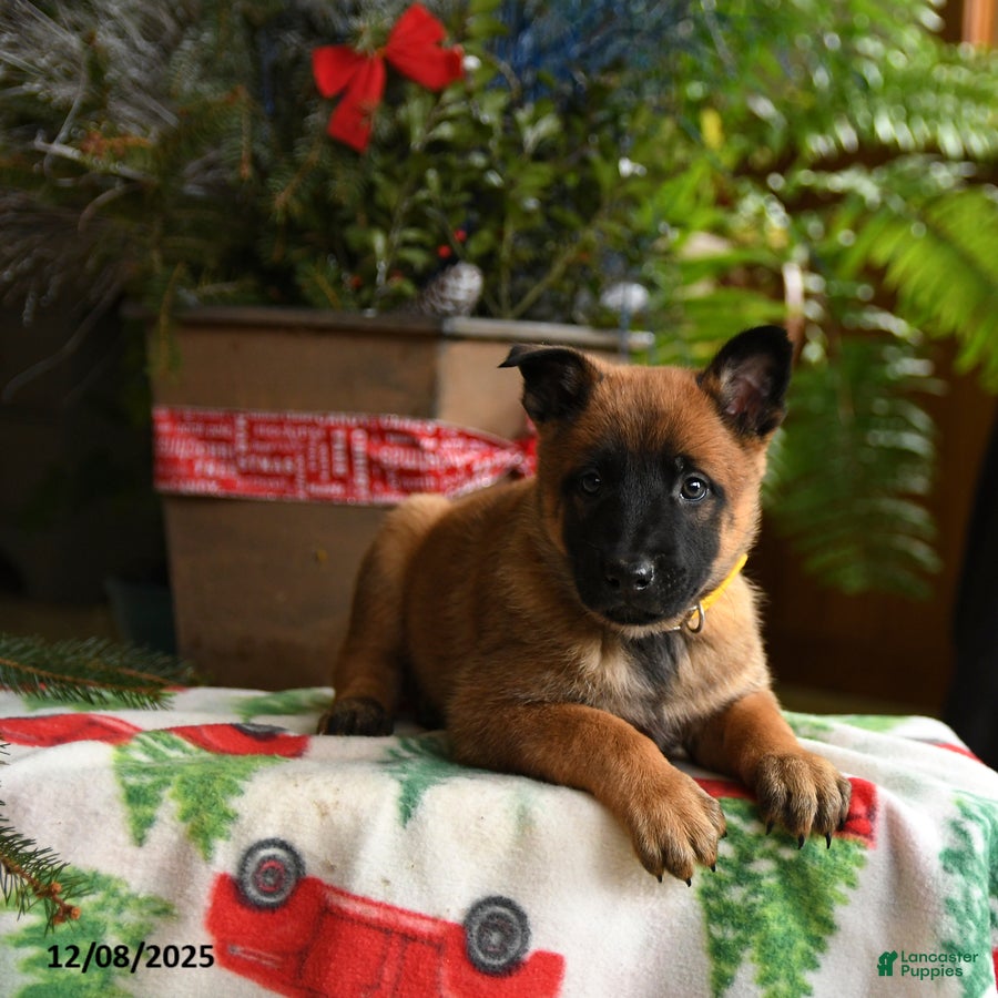 Belgian Malinois dogs Lemon - Ad 9
