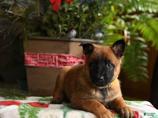 Belgian Malinois dogs Lemon - Ad 10