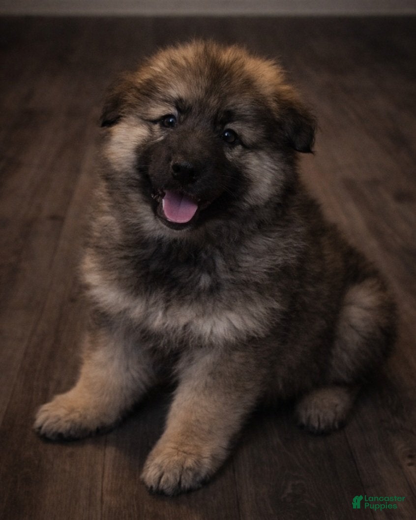 German Shepherd dogs Deisel - Ad 1