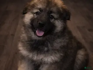 German Shepherd dogs for sale: Deisel - Ad 4