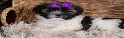 Shih Tzu dogs for sale: Rosie - Ad 12