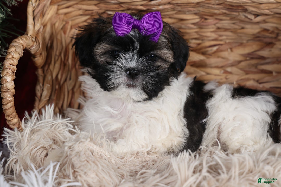 Shih Tzu dogs for sale: Rosie - Ad 12