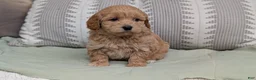Havapoo dogs for sale: Turbo - Ad 5