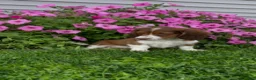 Miniature Dachshund dogs for sale: Rover - Ad 3