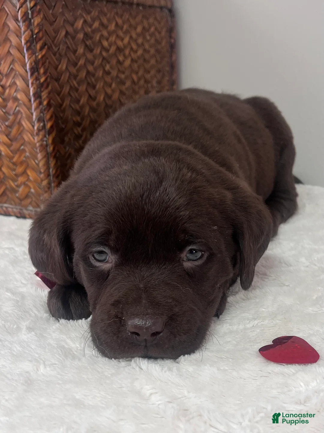 Labrador Retriever dogs for sale: Bailey - Ad 2