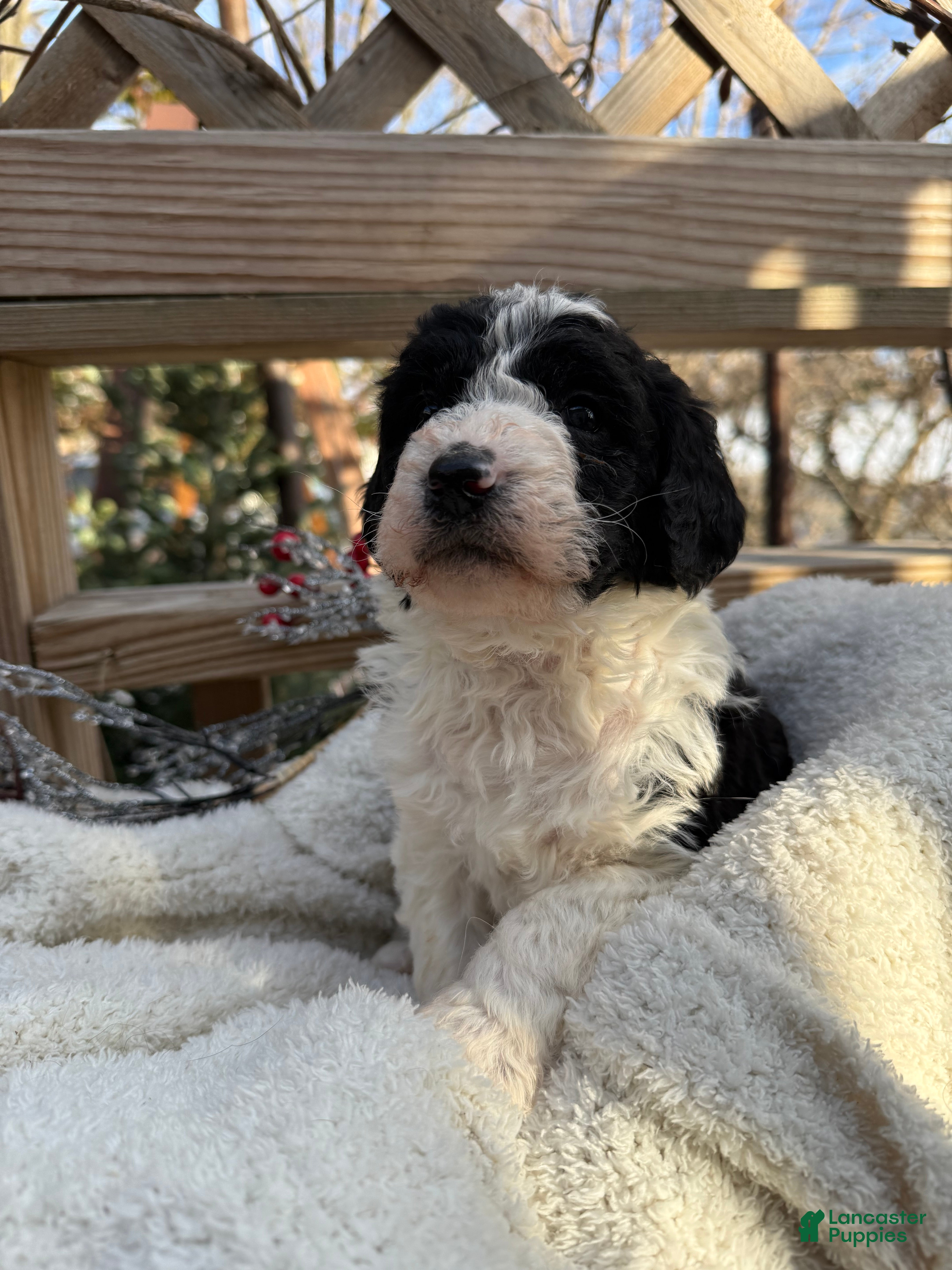 Mixed Breed dogs Ace - Ad 2