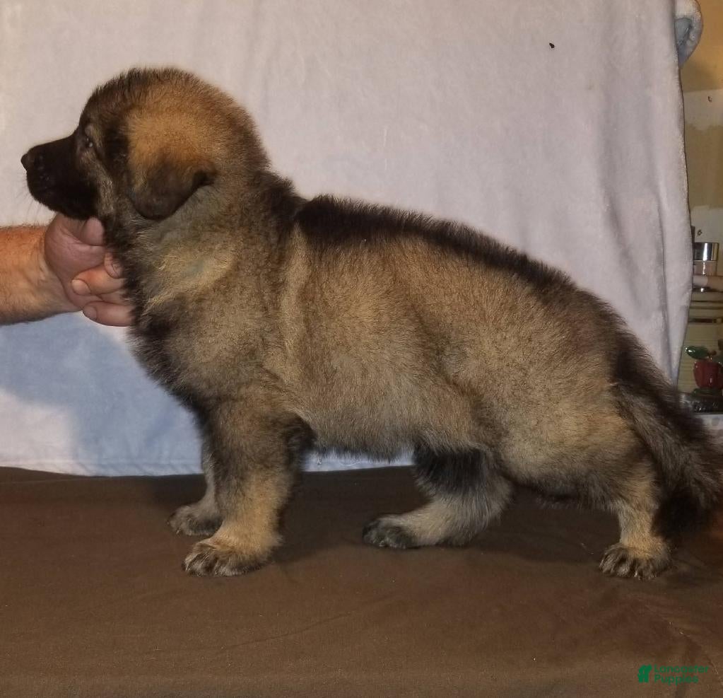 German Shepherd dogs for sale: Dark Sable - Ad 3