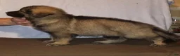 German Shepherd dogs for sale: Dark Sable - Ad 1