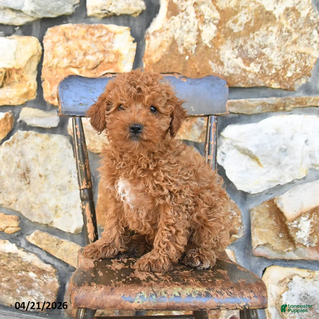 Cockapoo dogs for sale: Toby - Ad 1