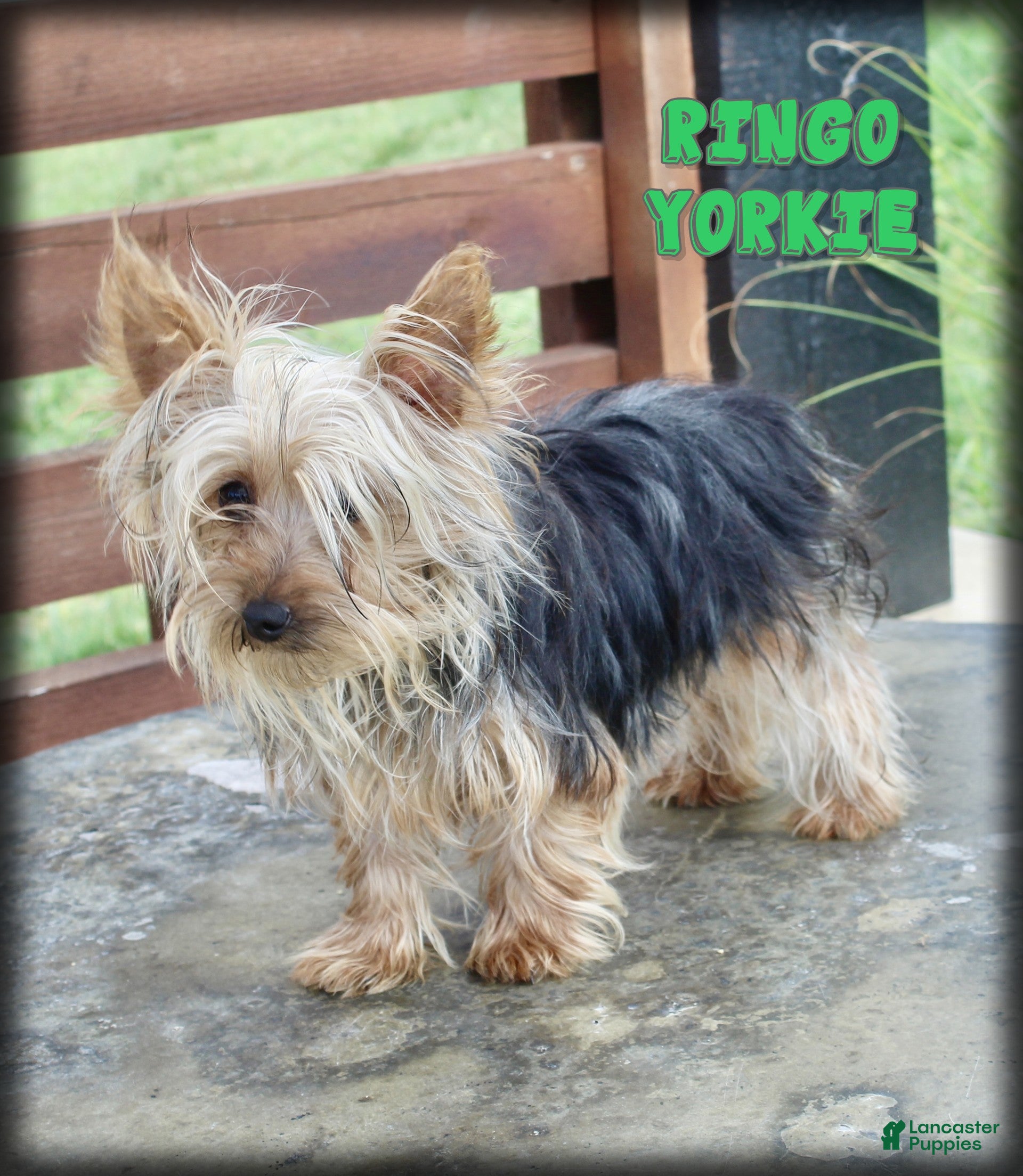 Yorkshire Terrier dogs Ringo - Ad 1