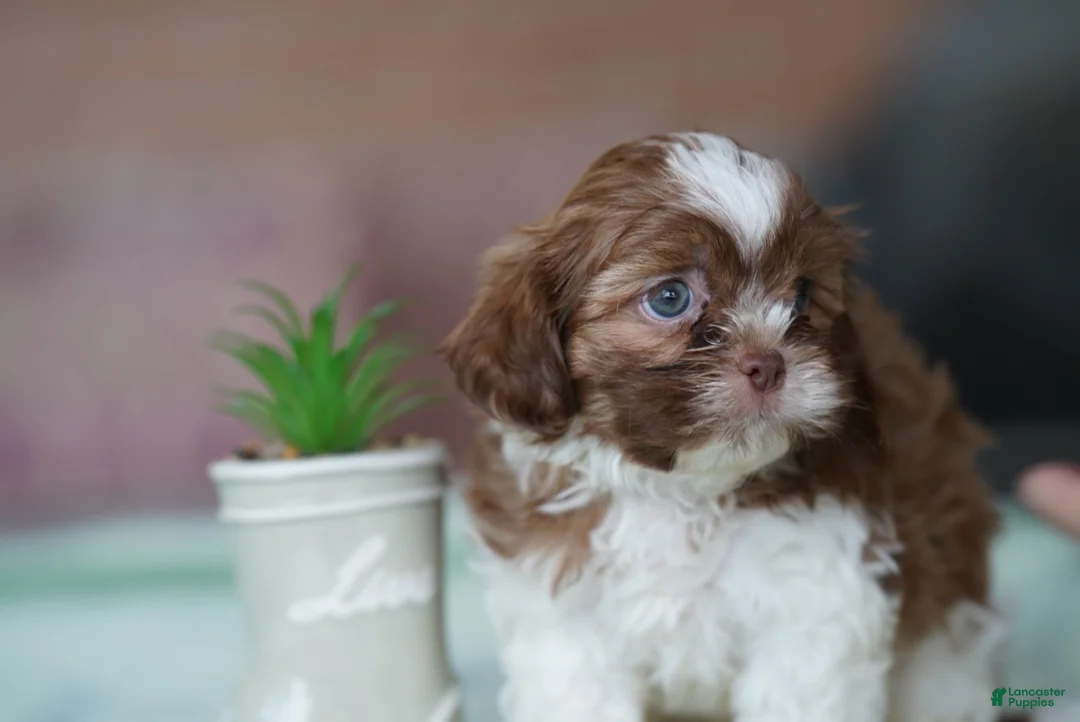 Shih Tzu dogs for sale: Male - Simon - Ad 1