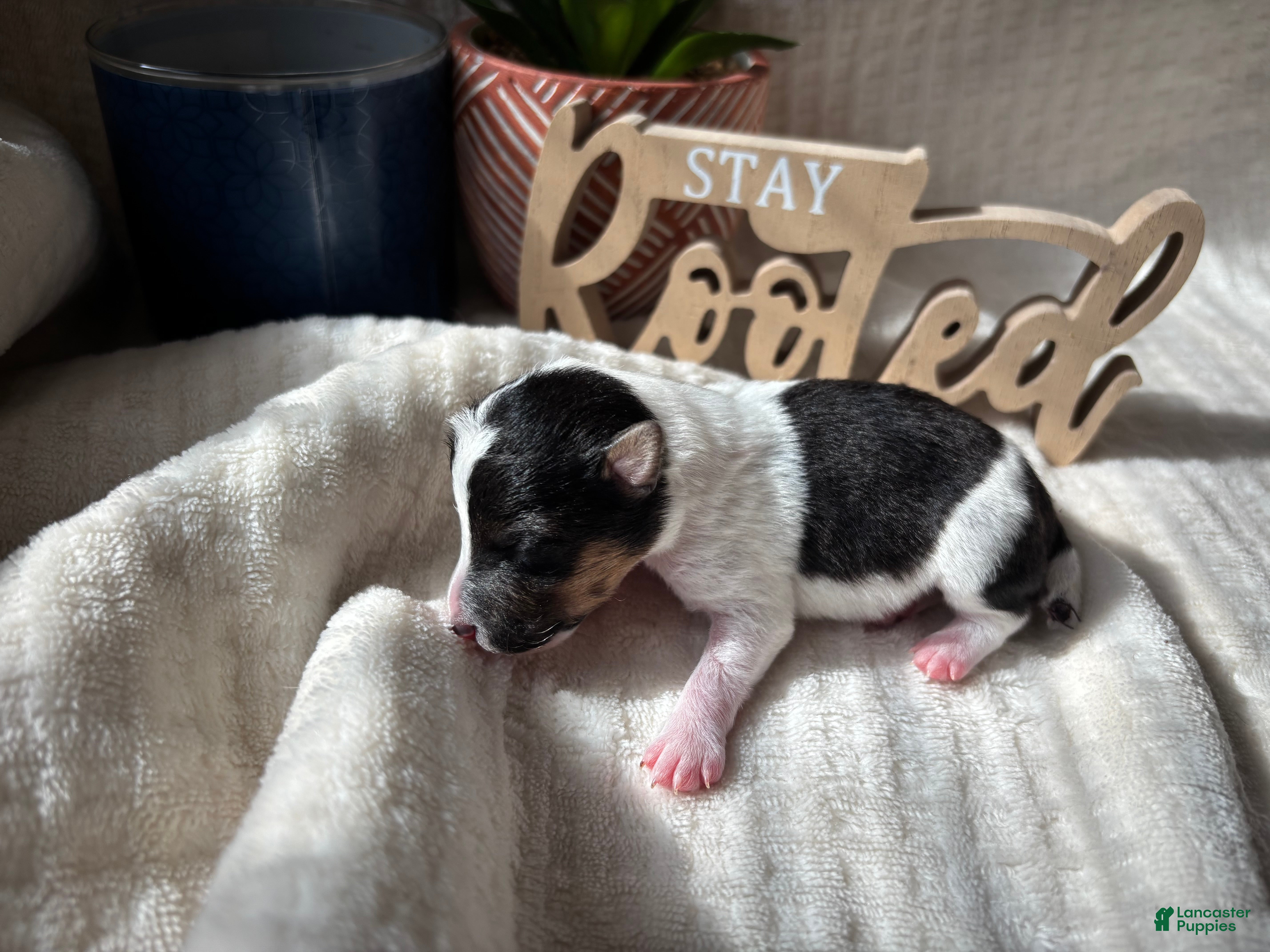 Wire Fox Terrier dogs for sale: Wire Fox Terrier 5 - Ad 3